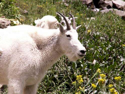 Mountain Goats in Chicago Basin