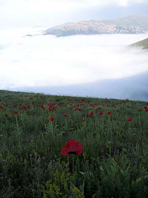 Poppies above the clouds
