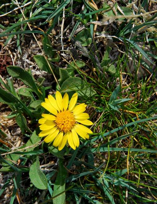 Dwarf Sunflower