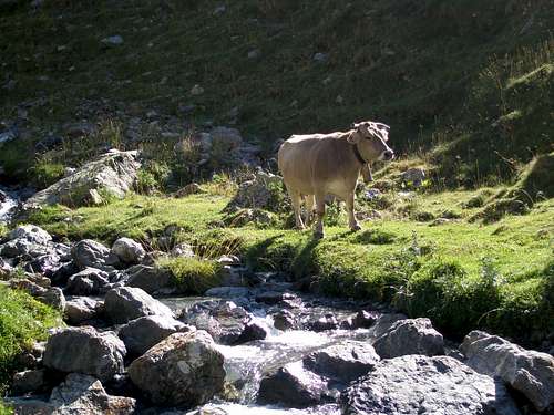 Cattle in Petramula