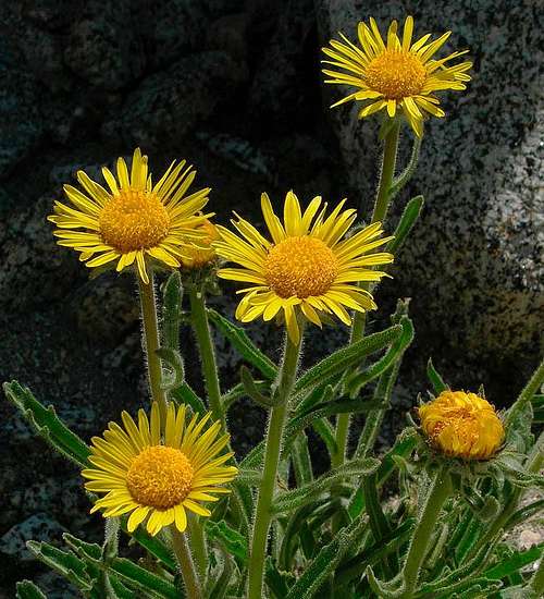 Alpine Gold Sunflower