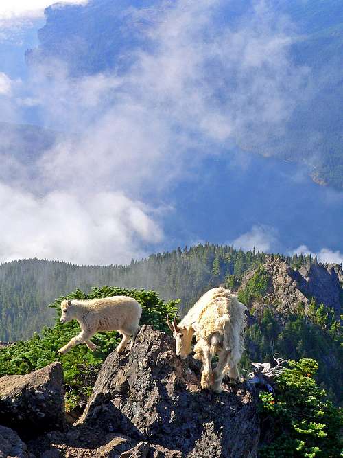 Mountain Goat and her kid