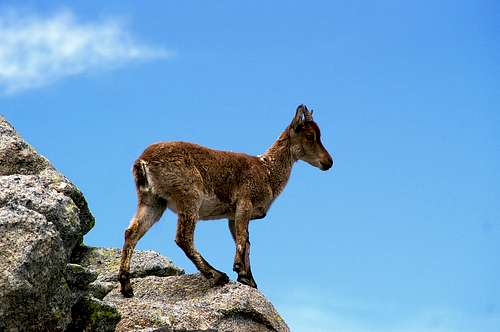 Young Gredos ibex