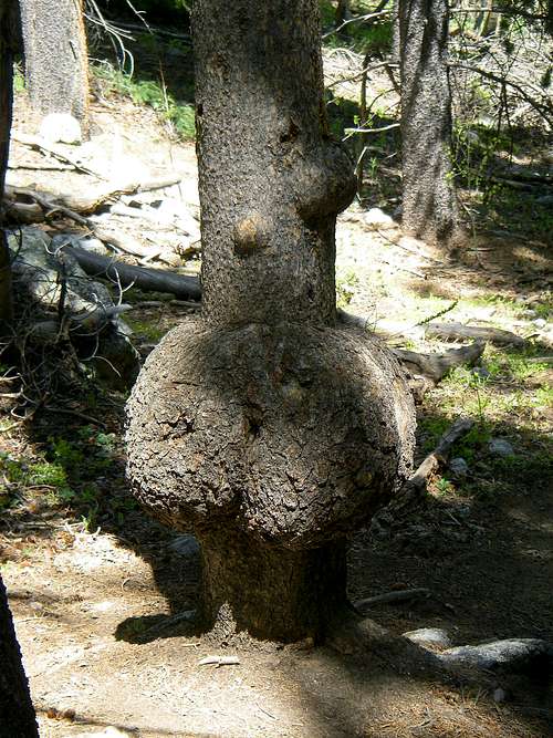 Butt Tree