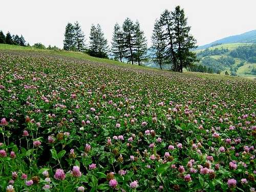 Fields of Red Clover