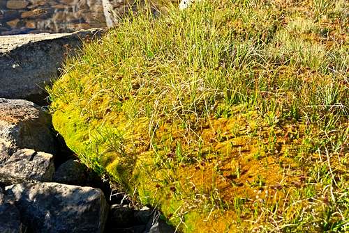 Spongey Moss Dumbbell Basin