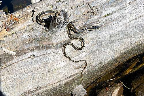Garter Snake along the South Fork Kings River