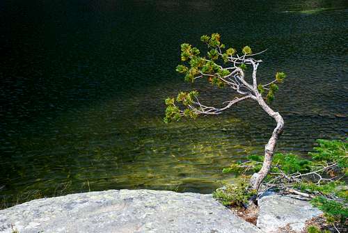 Baker Lake Tree - Horizontal
