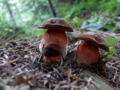 Mushrooms - Boletus