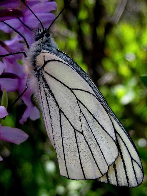 a butterfly  from Col de Balme