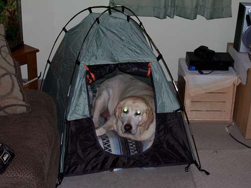 Dog Dome