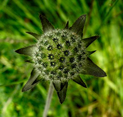 a kind of thistle