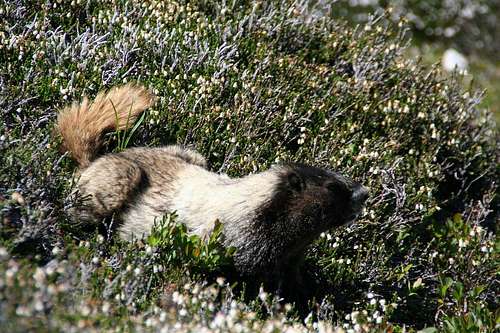 Sahale Peak: marvelous views, wildflowers and marmots