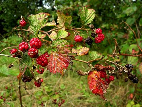 <i><b>Rubus fruticosus</i></b>