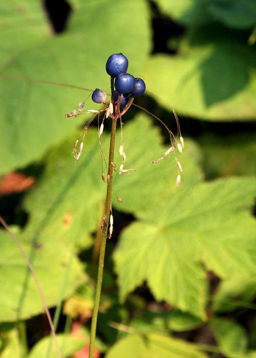 Blue-bead Lily Berries