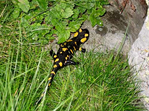 Salamander near Laguna Mayor