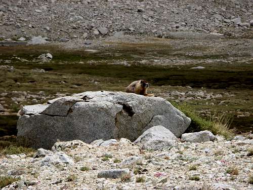 A very cute Marmot on the Tyndall Plateau