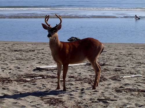 Young Buck by the Waves