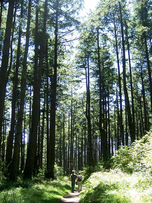 Trees near Meadow Trail