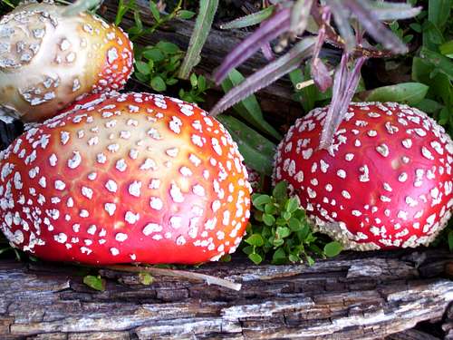 Big Mushrooms in the Flat Tops