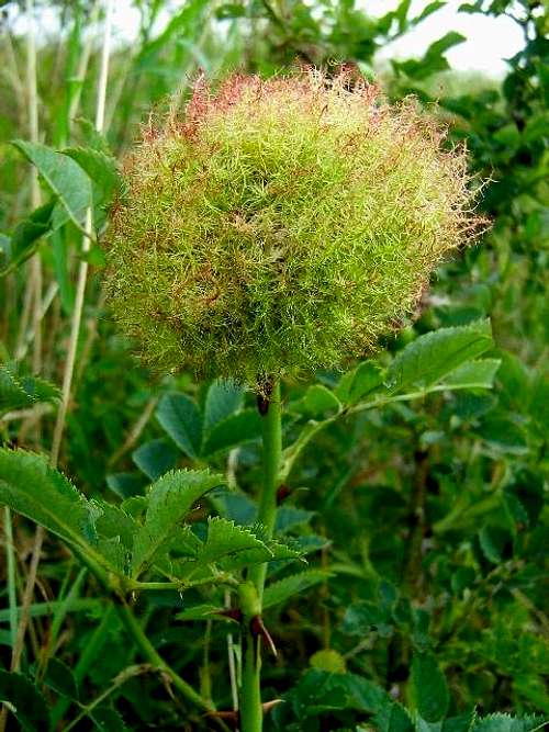 Greater Dodder