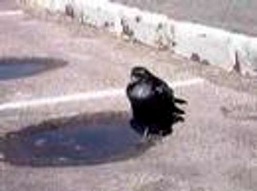 Burping Raven!!