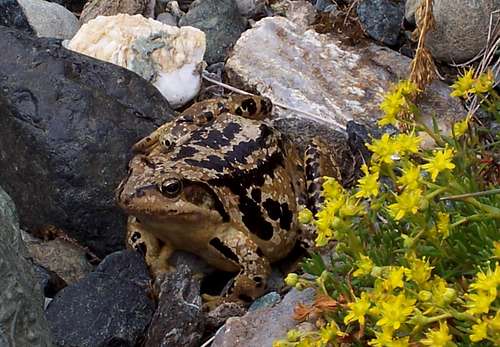 Queyras Toad