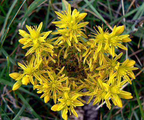Yellow Flower  of Presolana