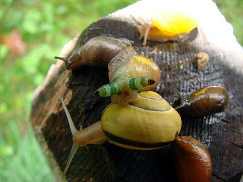 Snail collection near Jungfrau/ Bernese Oberland