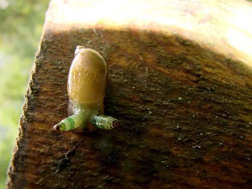 Exotic Snail near Jungfrau