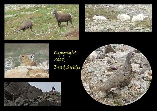 Wildlife of the Alpine Wilderness