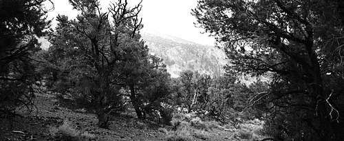 Trees Lining Upper Silver Canyon