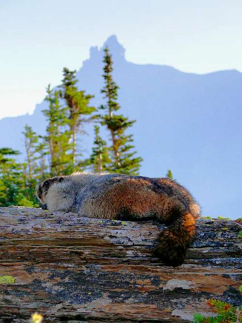 Marmot on Oberlin Trail