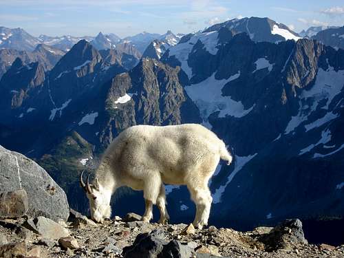 Mountain Goat on the Sahale Arm