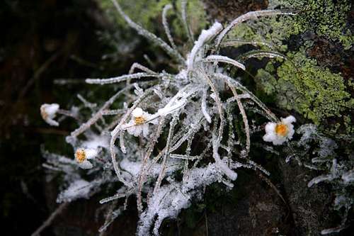 alpine wildflower