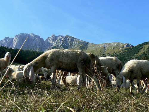 Shepard, Sheeps and others on Presolana