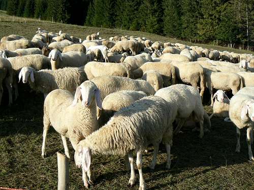sheep on Presolana