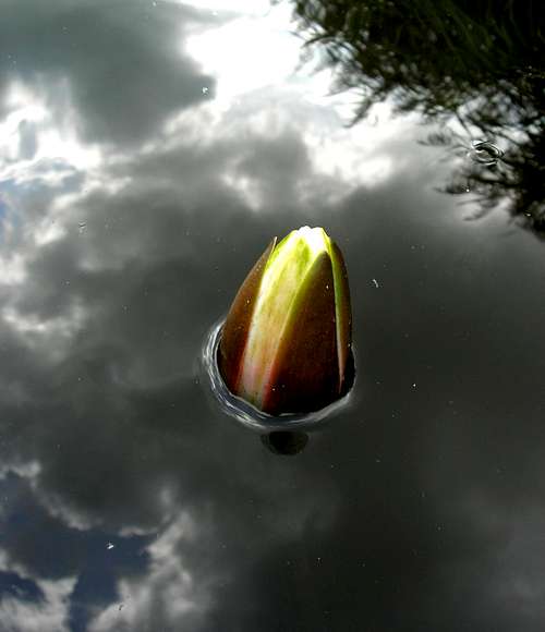 Waterlily <b><i>Nymphaea alba