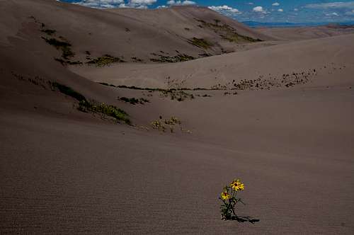 Prairie Sunflowers in the Dunefield, Great Sand Dunes National Park