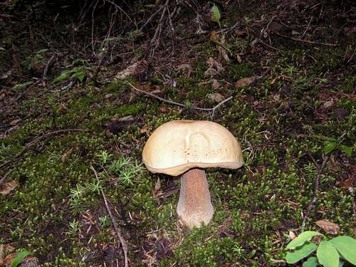 Mushrooms,Bolete