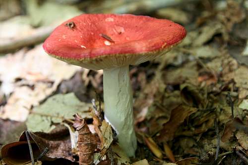 Russula