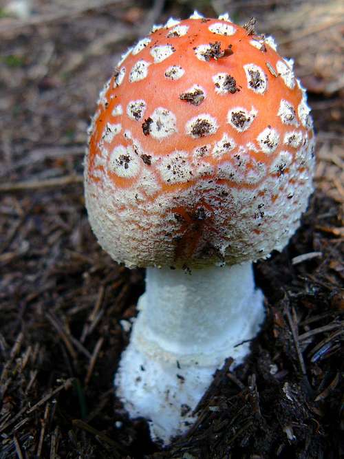 Presolana mushrooms