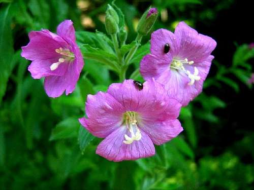 Hairy Willow-Herb