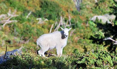 Mountain Goat on the slope above Leigh Lake