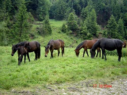 Romanian Horses