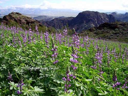 Lupine Fields on route to Boy Scout Hot Springs