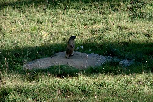 Marmot