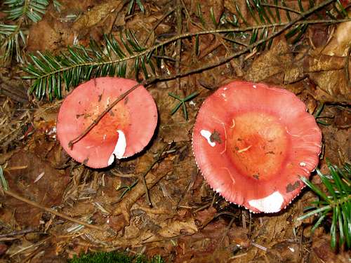some colorful fungi