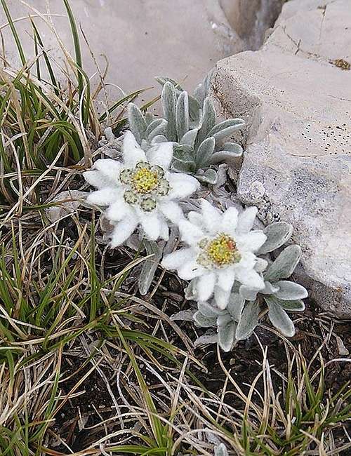 A rare flower: Apenninic Edelweiss