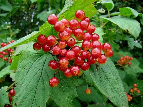 Fruits of European Cranberrybush